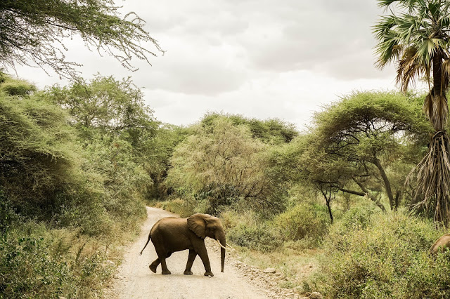 słoń, Afryka blog Malvina Dunder