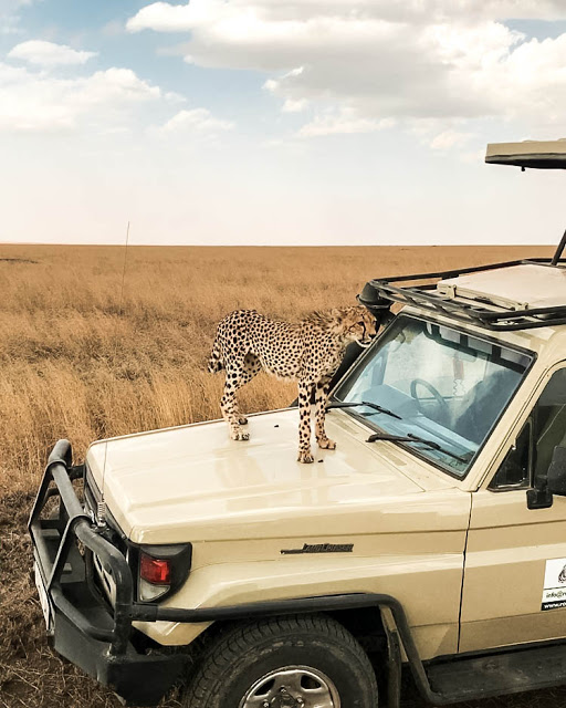 Gepard na samochodzie safari Serengeti Tanzania Afryka, blog Malvina Dunder