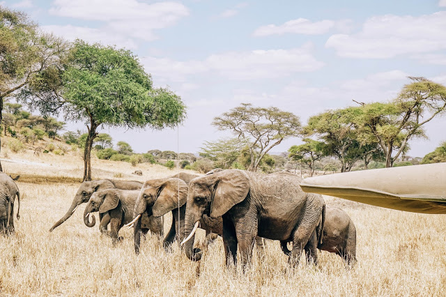 słonie Safari Afryka Malvina Dunder blog podróże