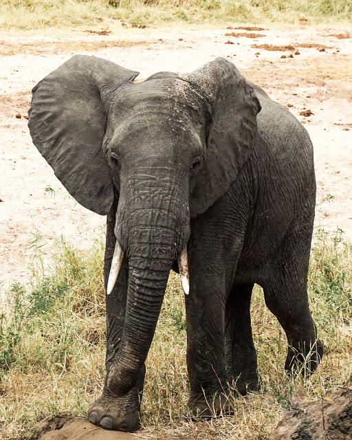 słoń Safari Afryka Malvina Dunder blog podróże