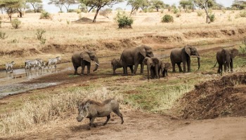 Malvina Dunder blog rozwój osobisty, relacje, podróże Afryka Tanzania safari pumba