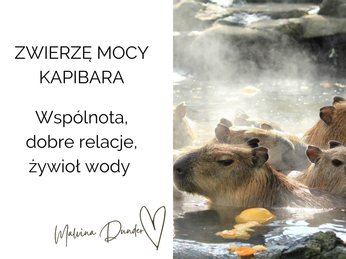 Zwierzę Mocy Kapibara – wspólnota, dobre relacje, żywioł wody / znaczenie, symbolika, przesłanie