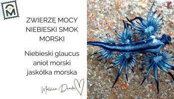 niebieski smok morski, glaucus, Zwierzę Mocy , znaczenie, symbol, przesłanie, właściwości. kobieca energia, relacje, rozwój osobisty, Malvina Dunder