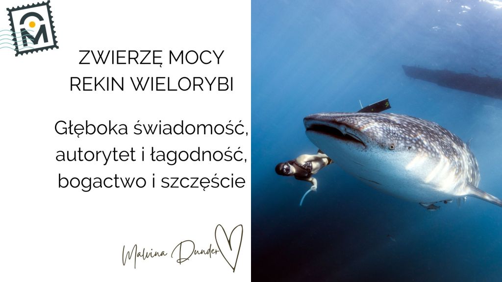 rekin wielorybi Zwierzę Mocy , znaczenie, symbol, przesłanie, właściwości. kobieca energia, relacje, rozwój osobisty, Malvina Dunder
