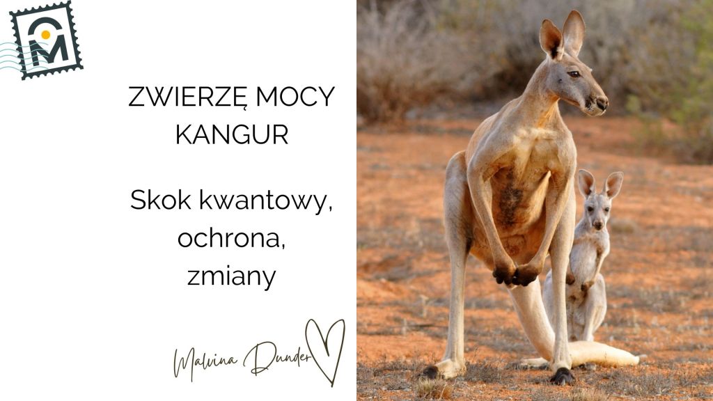 kangur Zwierzę Mocy , znaczenie, symbol, przesłanie, właściwości. kobieca energia, relacje, rozwój osobisty, Malvina Dunder